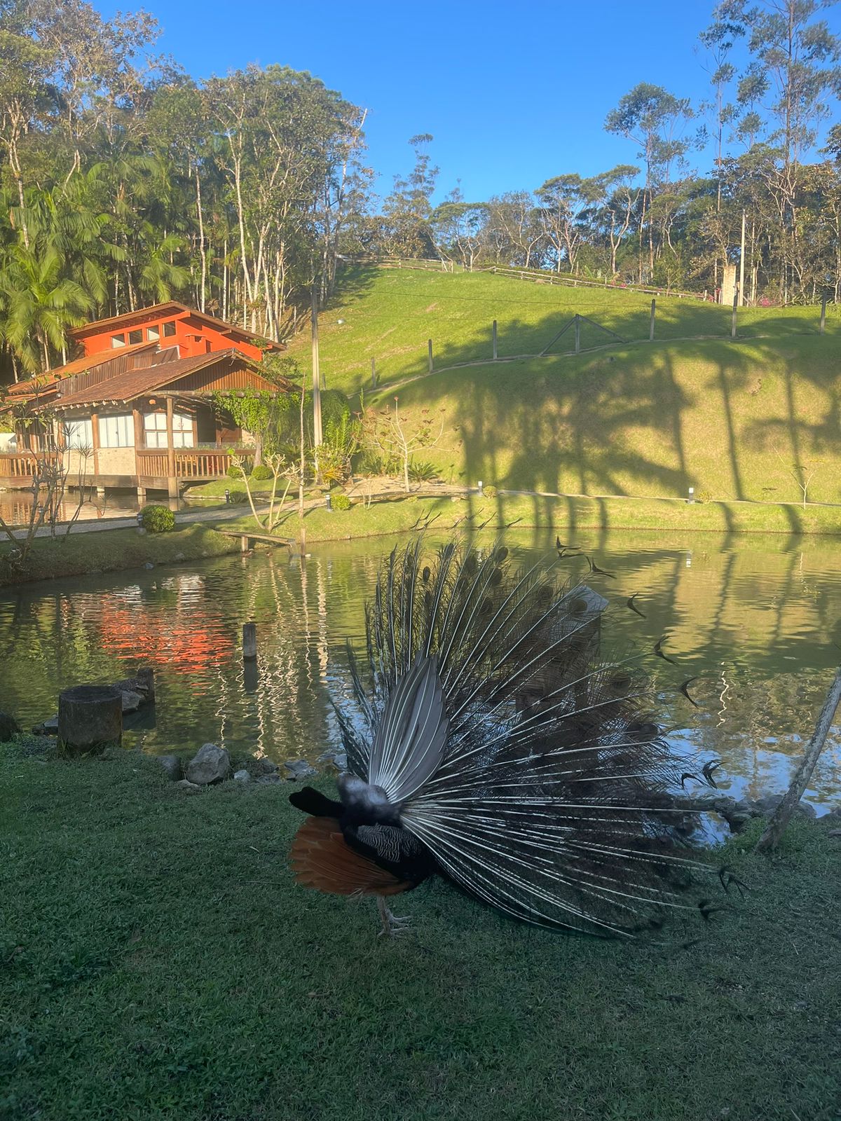 Galeria Sítio Lorena 6
